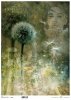  twarz kobiety, rośliny, mniszek* female face, plants, dandelion* Weibliches Gesicht, Pflanzen, Löwenzahn* rostro femenino, plantas, diente de león